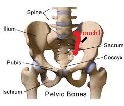 bones of the pelvis